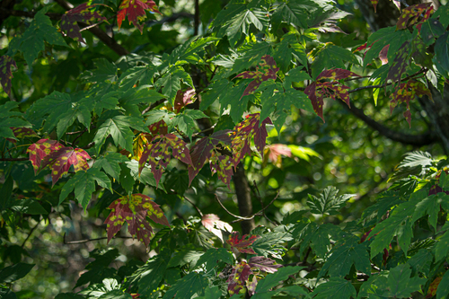 Tianmu Maple (Acer sinopurpurascens)