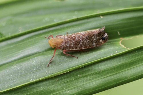 Zophiuma pupillata observed 2023-07-08