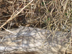 Urosaurus graciosus