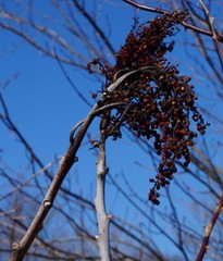 Rhus copallinum