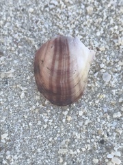 Modiolus americanus