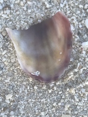 Modiolus americanus