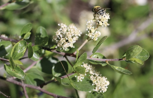 Martin's ceanothus (Ceanothus martinii)