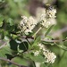 Martin's Ceanothus - Photo (c) Morgan Stickrod, some rights reserved (CC BY-NC), uploaded by Morgan Stickrod