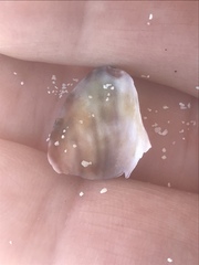 Modiolus americanus