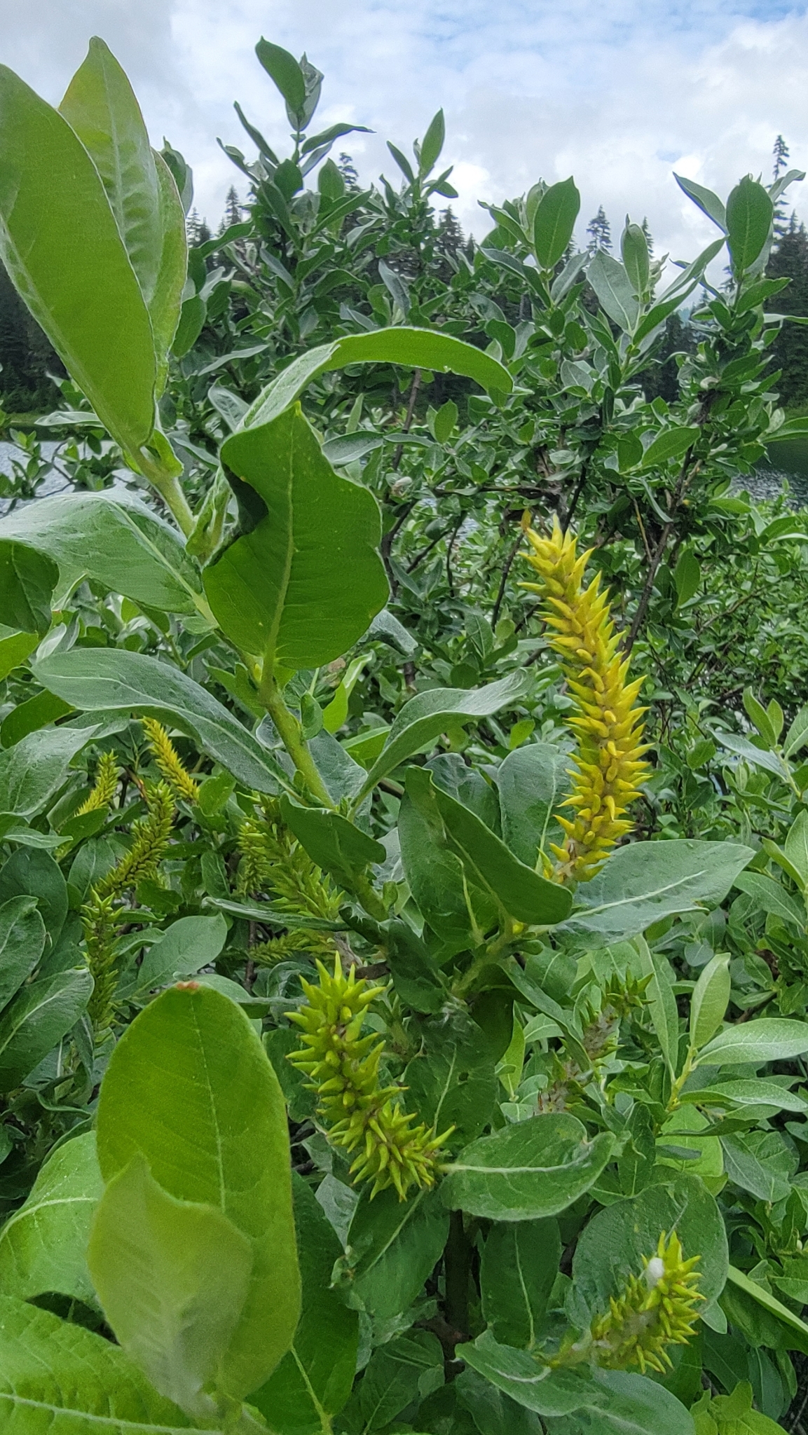 Salix commutata