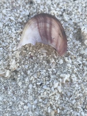 Modiolus americanus