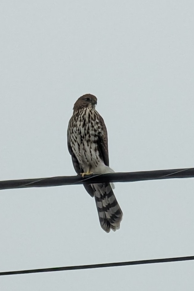 Cooper's Hawk from Monterey, CA, USA on July 30, 2023 at 1016 AM by