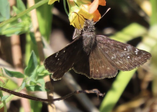 Persius Duskywing photo 4