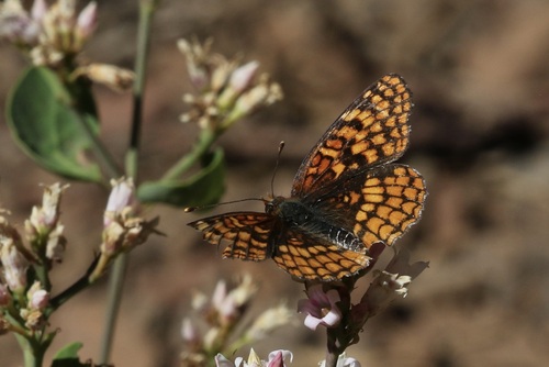 iNaturalist observation photo of Northern Checkerspot