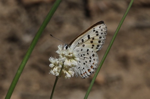 iNaturalist observation photo of Gorgon Copper