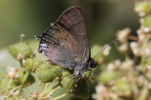 iNaturalist observation photo of Hedgerow Hairstreak