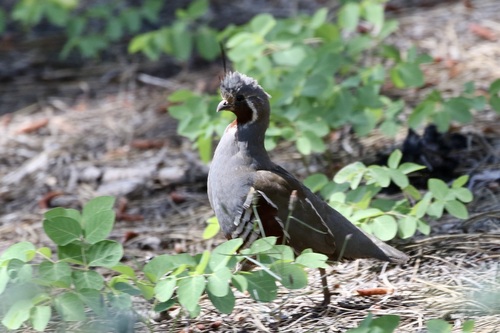 iNaturalist observation photo of Mountain Quail
