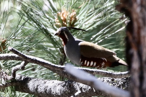 iNaturalist observation photo of Mountain Quail