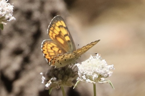 iNaturalist observation photo of Gorgon Copper