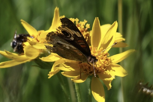 iNaturalist observation photo of Gray Buckeye
