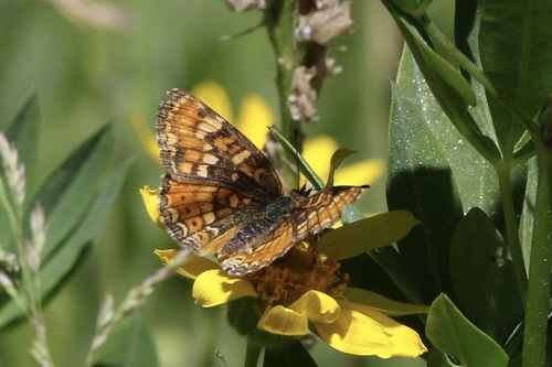 iNaturalist observation photo of Field Crescent