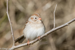 Field Sparrow photo 1