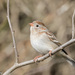 Field Sparrow - Photo (c) Greg Lasley, some rights reserved (CC BY-NC), uploaded by Greg Lasley