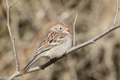 Field Sparrow photo 3