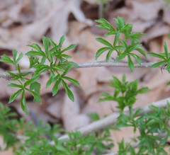 Eleutherococcus sieboldianus