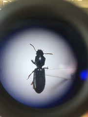 Clivina vagans