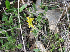 Corydalis micrantha