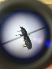 Clivina vagans