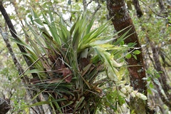 Tillandsia eizii