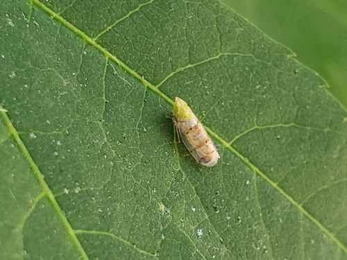 Japanese Maple Leafhopper photo 3