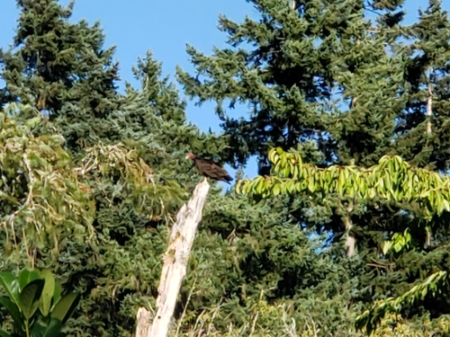 Turkey Vulture photographed in Washington