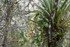 Tillandsia eizii
