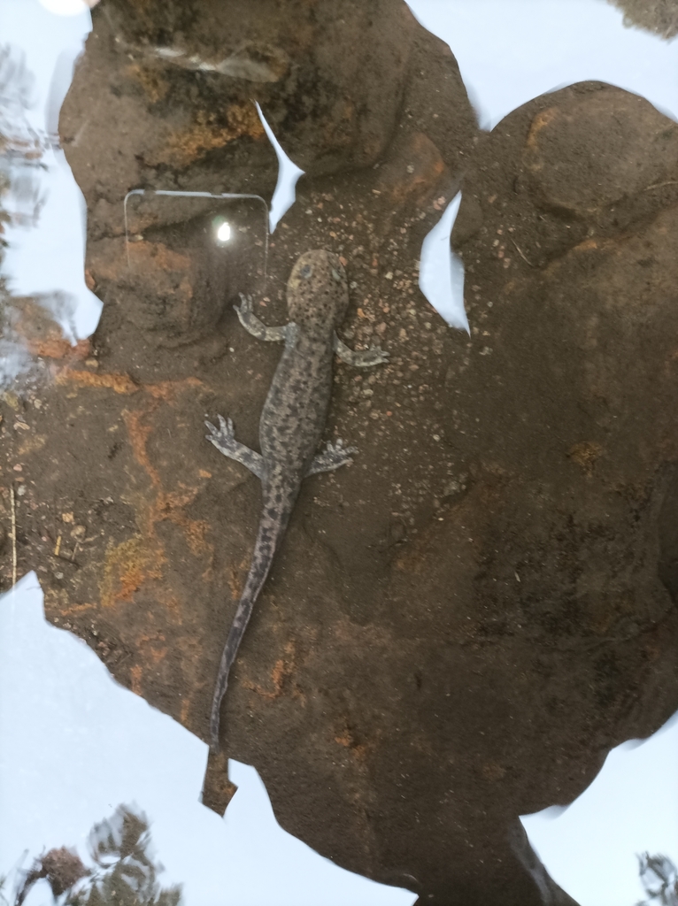 Leora's Stream Salamander (Ambystoma leorae)