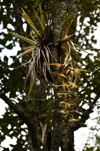 Tillandsia eizii