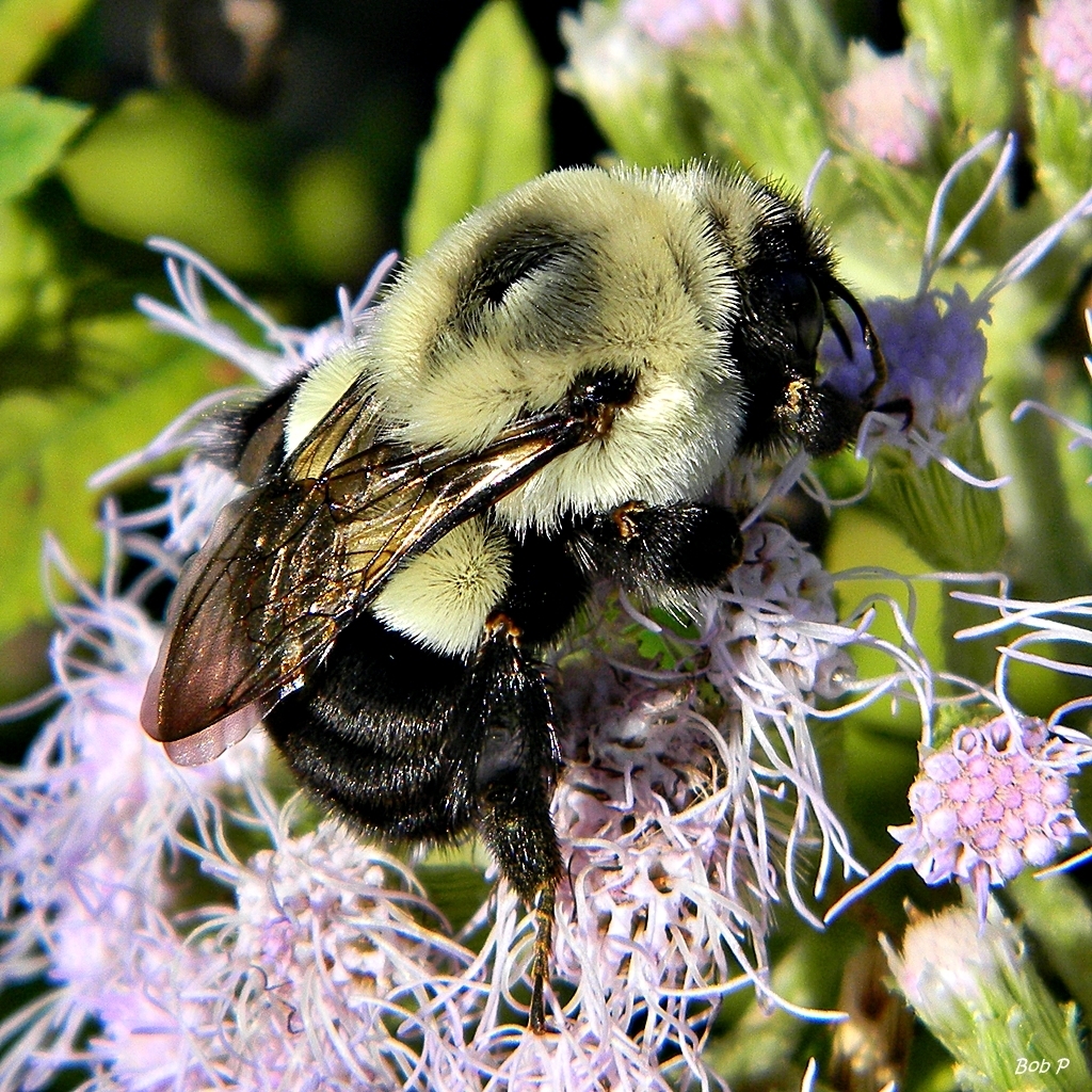 Western bumble bee's nest discovered