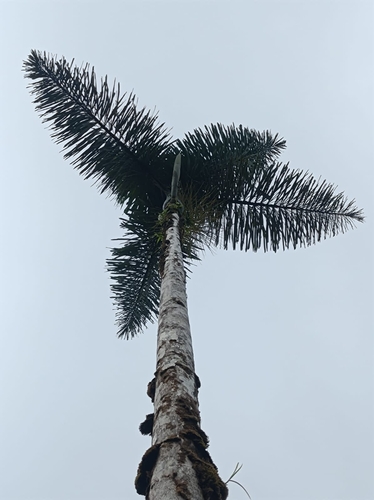 Image of Dictyocaryum lamarckianum by (c) Alfredo Gutierrez Dipaz, some rights reserved (CC BY)