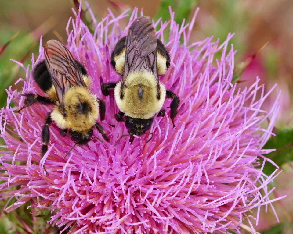 Bumble Bees (Genus Bombus) · iNaturalist