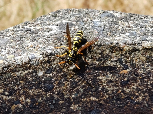 European paper wasp