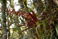 Tillandsia guatemalensis