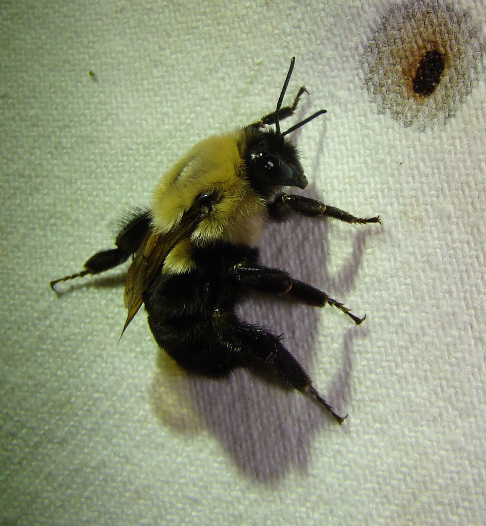 Creature Feature: Common Eastern Bumblebee - Raritan Headwaters
