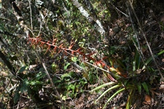 Tillandsia guatemalensis