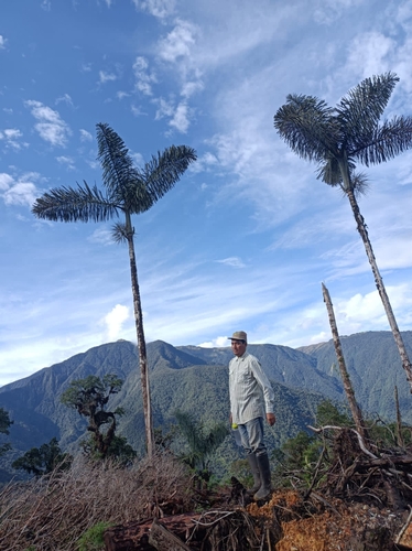 Image of Andean Royal Palm (Dictyocaryum lamarckianum) by (c) Alfredo Gutierrez Dipaz, some rights reserved (CC BY)