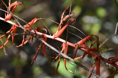 Tillandsia guatemalensis