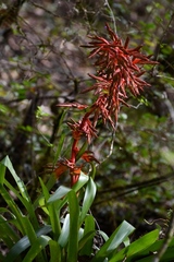 Tillandsia guatemalensis