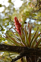 Tillandsia ponderosa