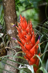 Tillandsia ponderosa