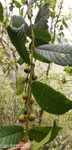 Siparuna aspera (Siparuna aspera)