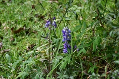 Lupinus aschenbornii
