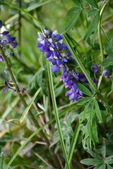 Lupinus aschenbornii