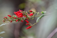 Salvia holwayi